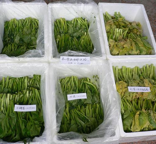 蔬菜保鲜冷库